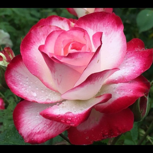 Meet your Posher, Sherri - Picture 1 of 1